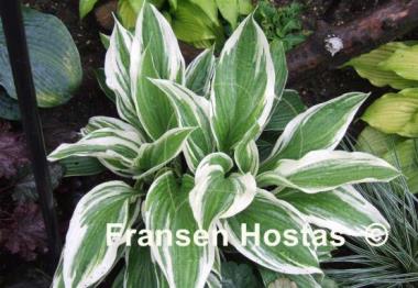 Hosta Mountain Snow