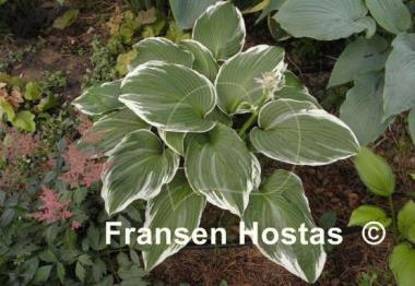 Hosta Mountain Snow