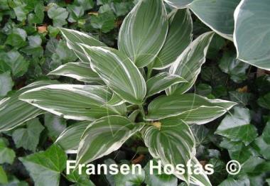 Hosta Mountain Snow