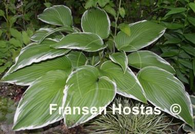 Hosta Mountain Snow