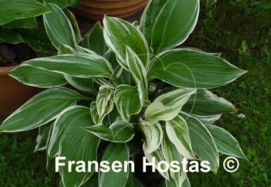 Hosta Mountain Snow