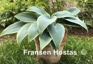 Hosta Mourning Dove
