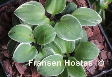 Hosta Mouse Aquarel