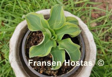 Hosta Mouse Capades