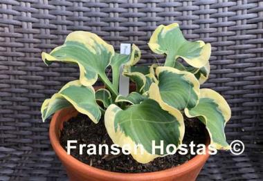 Hosta Mouse Capades