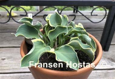 Hosta Mouse Capades