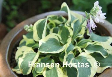 Hosta Mouse Capades