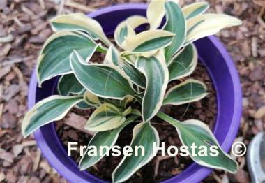 Hosta Mouse Madness
