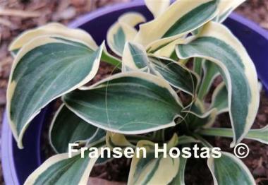Hosta Mouse Madness