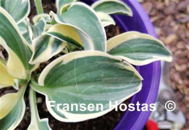 Hosta Mouse Madness