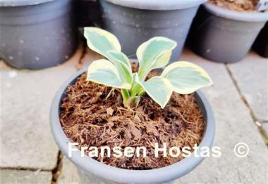 Hosta Mouse Madness