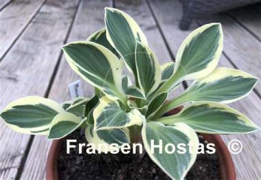 Hosta Mouse Madness