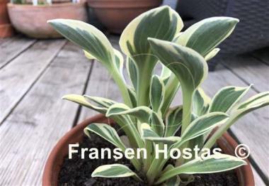 Hosta Mouse Madness