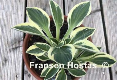 Hosta Mouse Madness