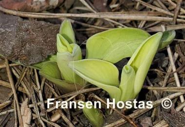 Hosta Mouse Metamorphosis