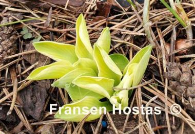 Hosta Mouse Metamorphosis