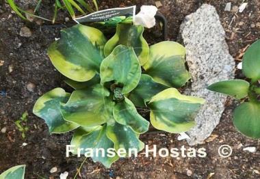 Hosta Mouse FH Collection 