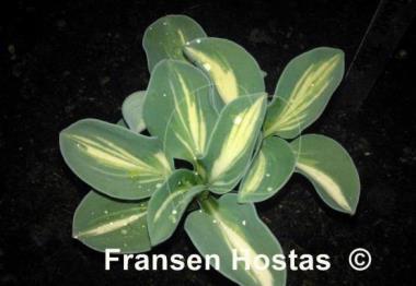 Hosta Mouse Trap
