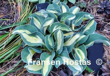 Hosta Mouse Trap