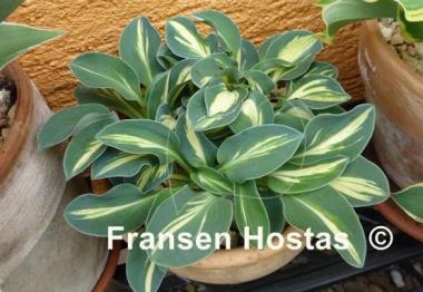 Hosta Mouse Trap