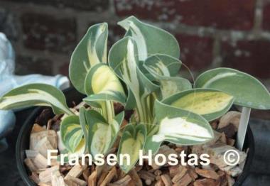 Hosta Mouse Trap
