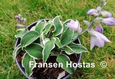 Hosta Mouse on the Moon