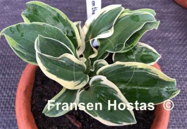 Hosta Mouse on the Moon