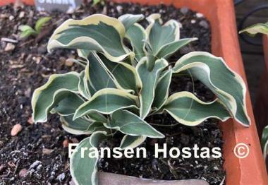 Hosta Mouse on the Moon