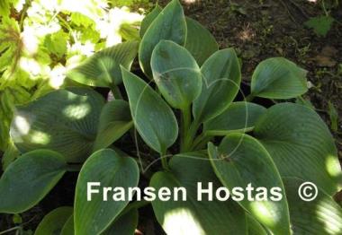 Hosta Mr. Big