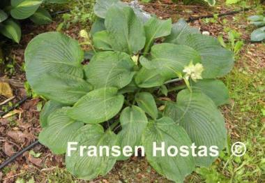 Hosta Mr. Big