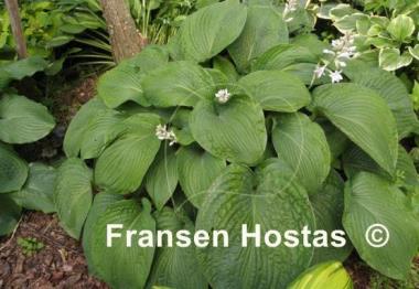 Hosta Mr. Big