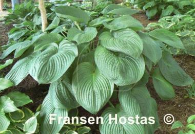 Hosta Mr. Big