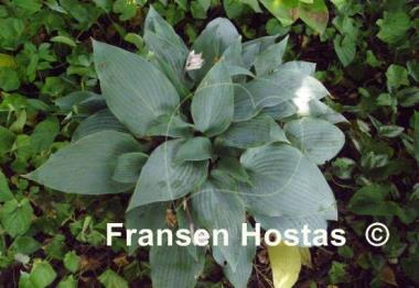 Hosta Mr. Blue
