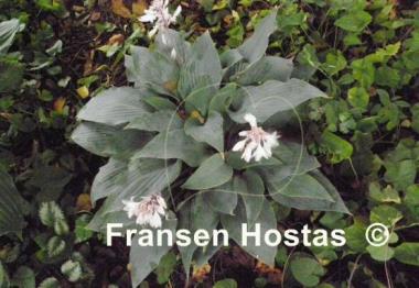 Hosta Mr. Blue