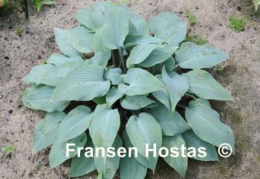Hosta Mr. Blue