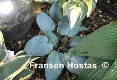 Hosta Mr. Blue