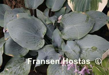 Hosta Mr. Blue