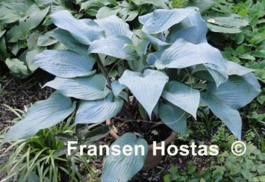 Hosta Mr. Blue
