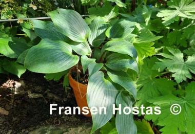 Hosta Mr. Blue