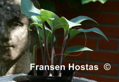 Hosta Mr. Blue