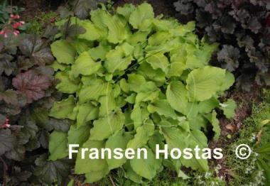 Hosta Mrs. Minky