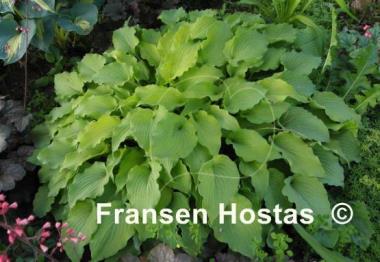 Hosta Mrs. Minky