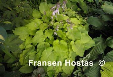 Hosta Mrs. Minky