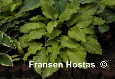 Hosta Mrs. Minky