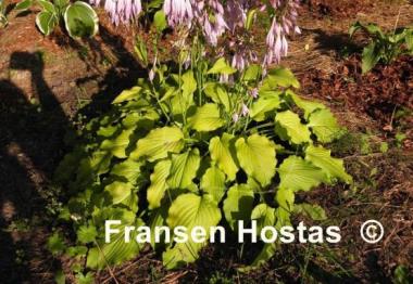 Hosta Mrs. Minky