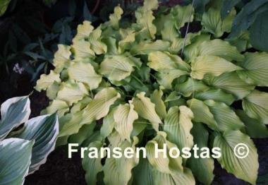 Hosta Mrs. Minky