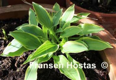 Hosta Muffie