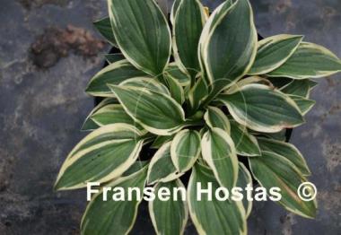 Hosta Muffie