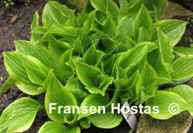 Hosta Muffie