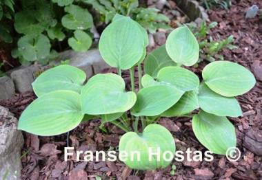 Hosta Mukuyama